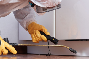 Messie Schädlingsbekämpfung Lahr/schwarzwald